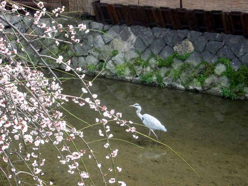 Plum Blossoms in Gion 