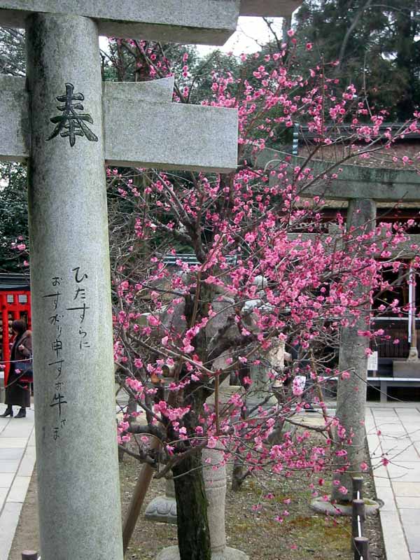 Plum Blossoms at Kitano Tenmangu 