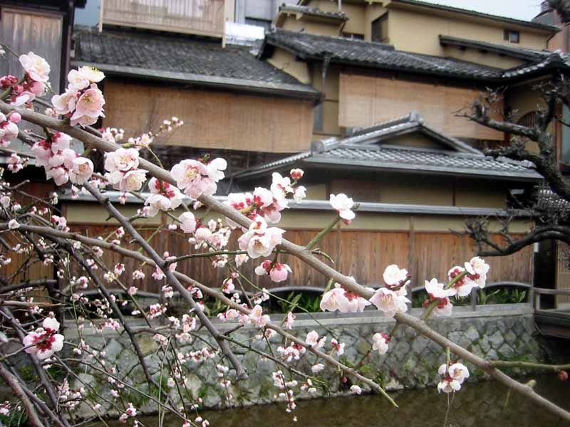Plum Blossoms in Gion 