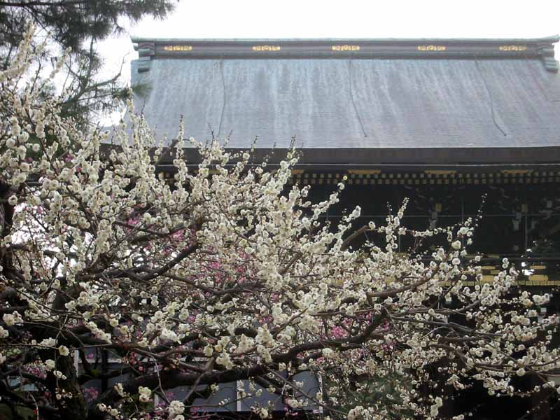 Plum Blossoms at Kitano Tenmangu 