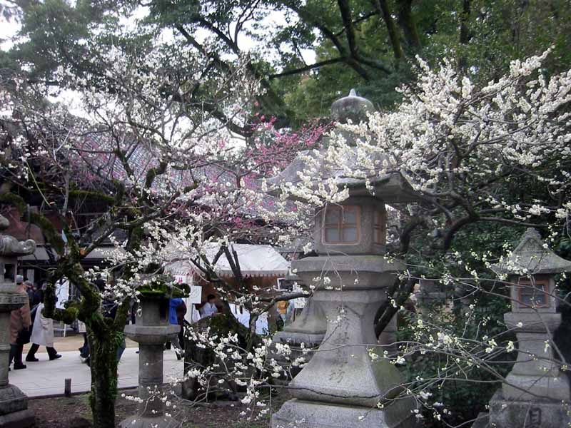 Plum Blossoms at Kitano Tenmangu 