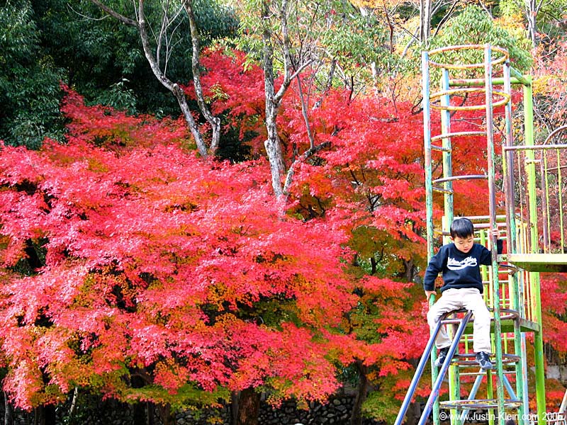 Since you can't really appreciate the full effect of the fall colors from that previous picture...here's a shot in Takaragaike Park this November. The colors have not been brightened with any kind of post-processing. That really is how Kyoto looks in the fall.