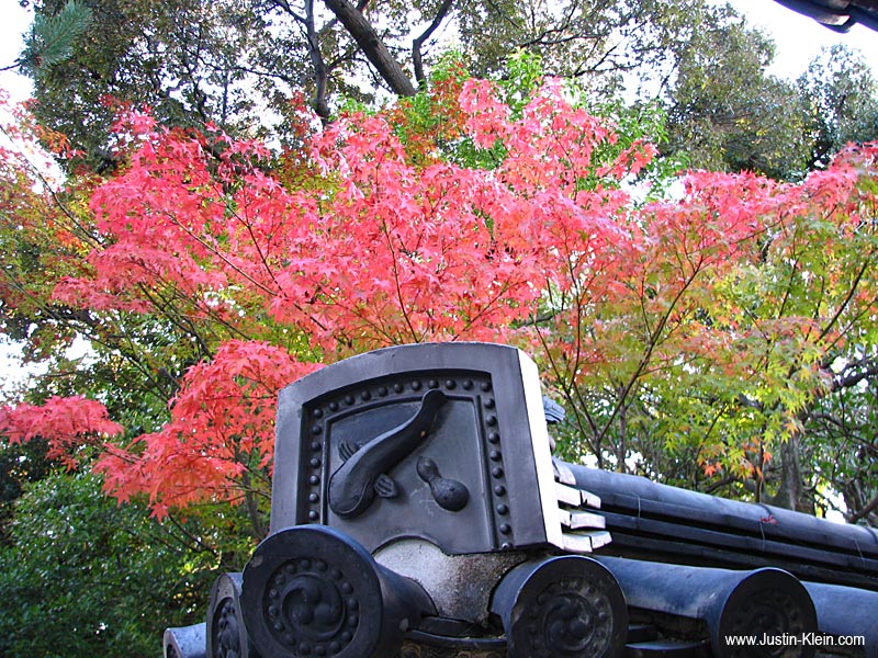 The first fall colors spring up in a temple two blocks from my apartment.