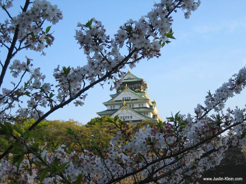 Cherry Blossoms and Osaka Castle.