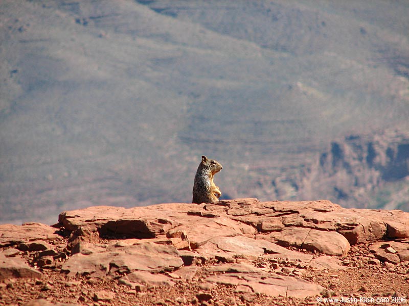 A squirrel perches atop the canyon's edge and ponders life.