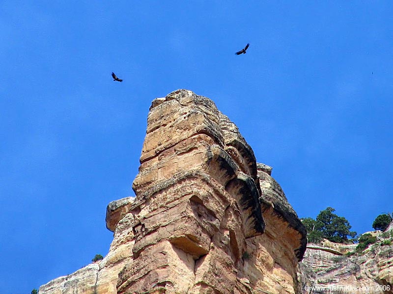 Condors. 