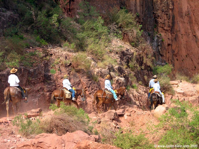Bah! More Mules! 