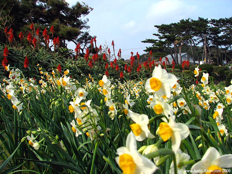 Winter flowers in Shimoda. 