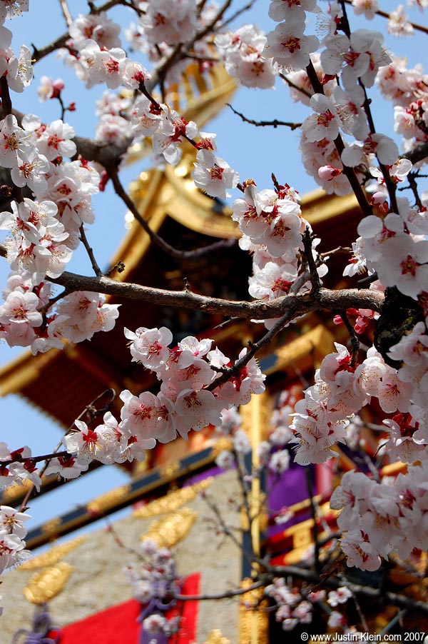 Cherry Blossoms and a Takayama Matsuri float.