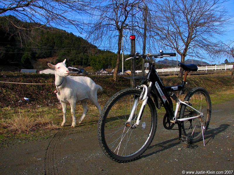 This picture is a lie! It was actually taken on a ride from Kyoto to Miyama back in January. As I was riding along the small mountain road, I heard what I could've sworn was a goat off in the distance...