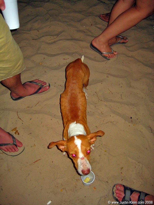 Even the local strays had to show up for a bit of the fun! 