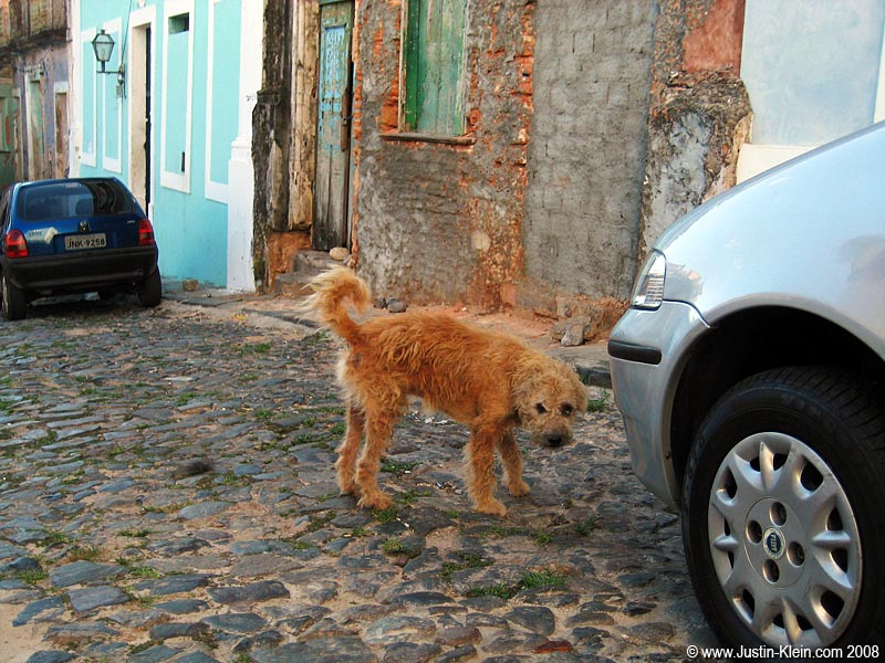 Most structures - even the truly beautiful ones - are horribly deteriorating. There's no shortage of stray dogs, either.