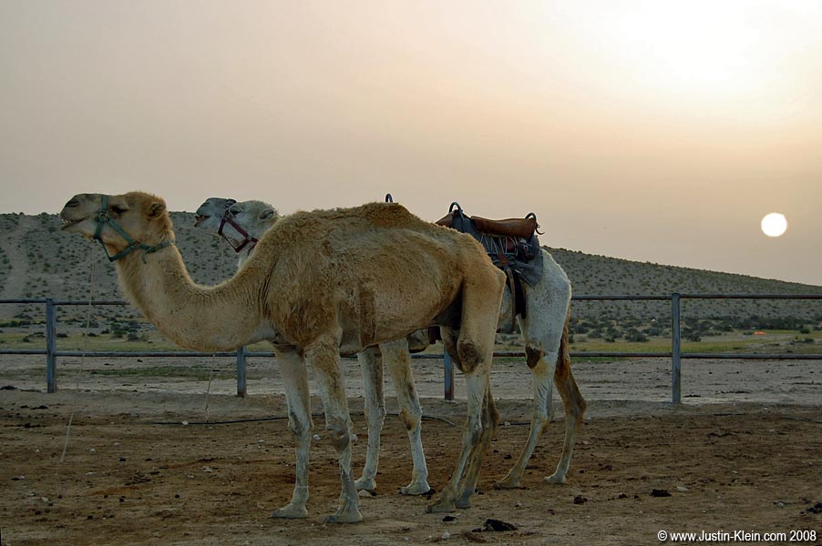 Sunrise at a Bedouin camp in the Negev Desert. 
