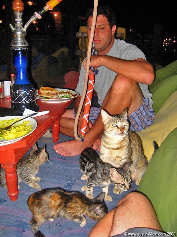 Cats EVERYWHERE in Egypt!