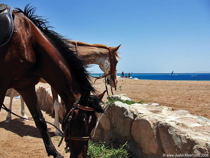 One thing we didn't get a chance to do in Dahab was horseback riding. 