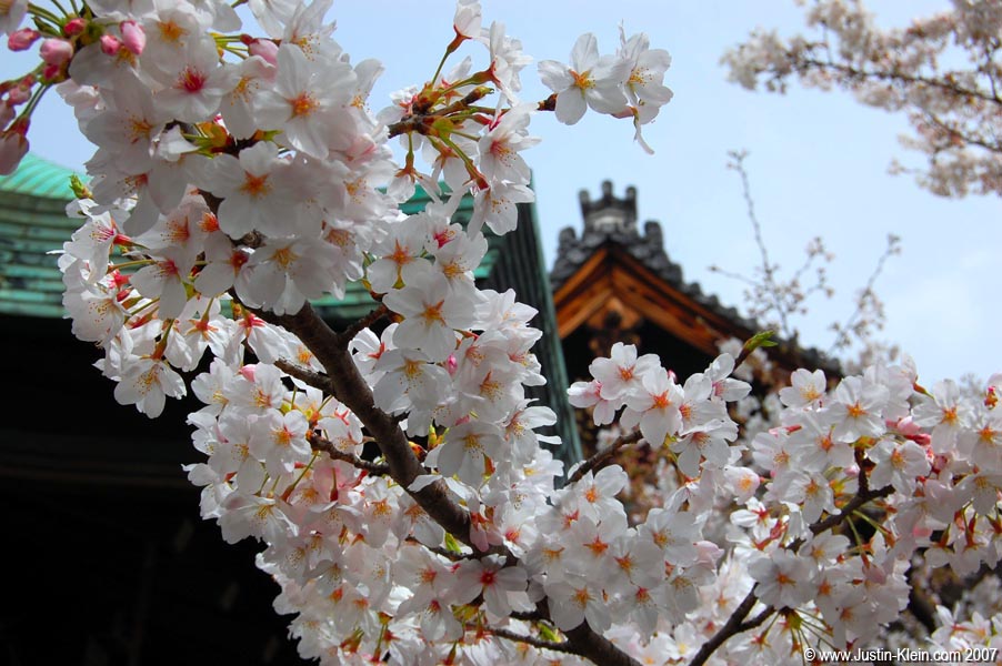 Cherry blossoms in Kyoto, Japan - one of my favorite places in Asia...and the world.