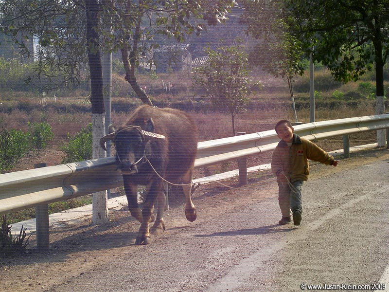 Due to the adventures I take them on, my little handheld cameras are perpetually in a state of dieing/falling apart. The current model has developed an odd bug where it periodically overlays the photos with some form of horizontal or vertical scanlines. I was heartbroken to see that this photo was affected - probably my favorite from Yangshuo. A little farmer's boy skipping along with his bull and an expression of sheer childlike joy. I snapped it while speeding by on the way to Moon Hill. If anyone knows how to repair it, I'd be grateful for pointers (Note: in the full resolution copy, the lines look much, MUCH worse).