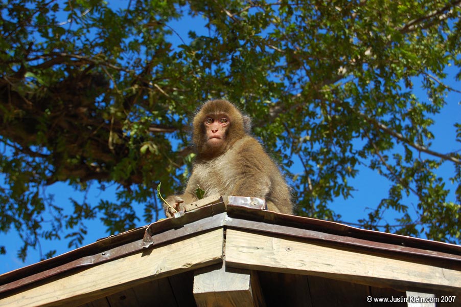A monkey sitting atop a small shrine in Beppu, Japan.