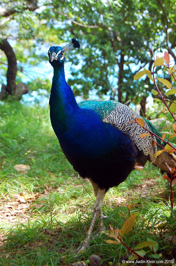 Up close and personal with a wild peacock on Lokrum Island.