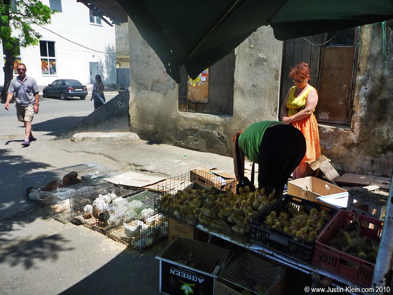Picking up chicks in Odesa.
