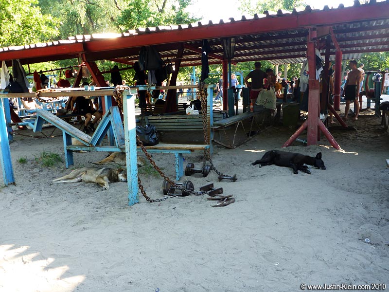 OK, so maybe there were <i>some</i> stray dogs in Kiev.