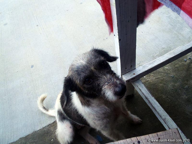 A cute little local just dying for a bite of our spicy papaya salad.