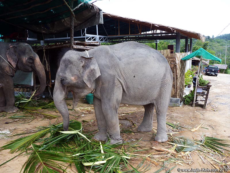 When in Thailand, there are some things you've just gotta do.