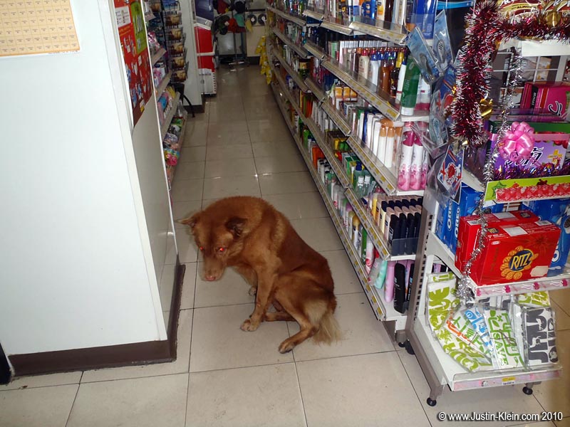 You know you're not in Kansas when you pop into a 7-11 to find a stray dog just chillin in one of the aisles : P