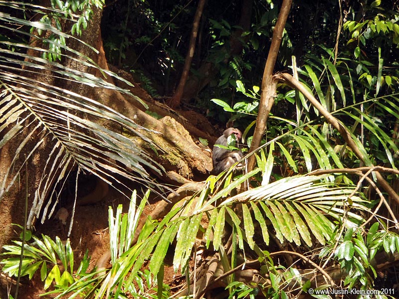 For those of you fortunate enough <i><u>not</u></i> to've met one, I'll fill you in on a little secret: wild monkeys are dicks. Always keep your distance.
