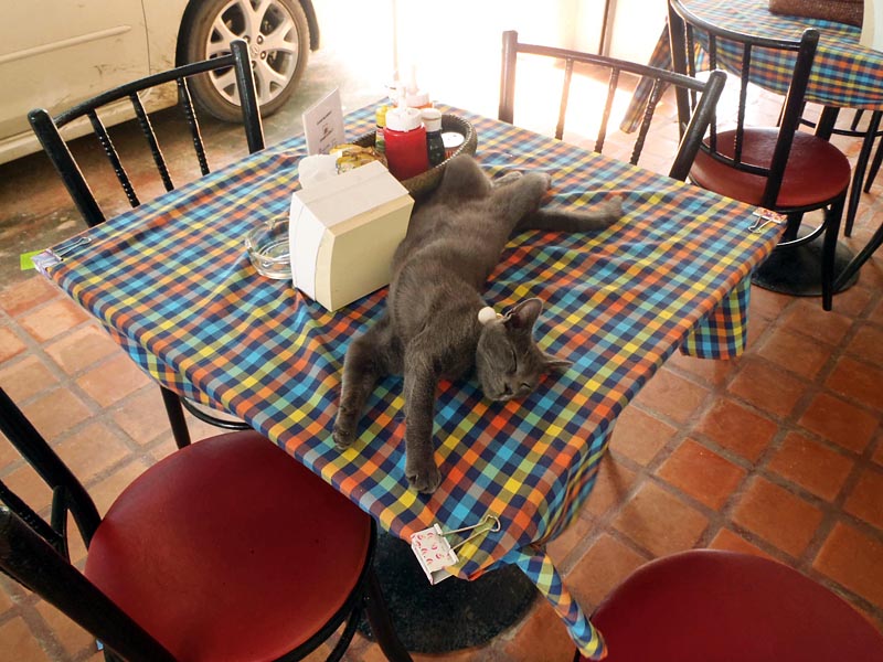 The receptionist's adorable pet.