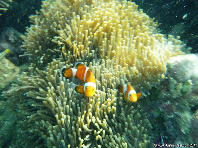 It may've been foggy...but I still Found Nemo!