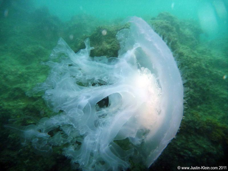 I got plenty of jellyfish stings - but none from this monster, thank God. 