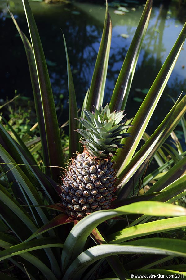 Interesting - I never even knew how pineapples grow.