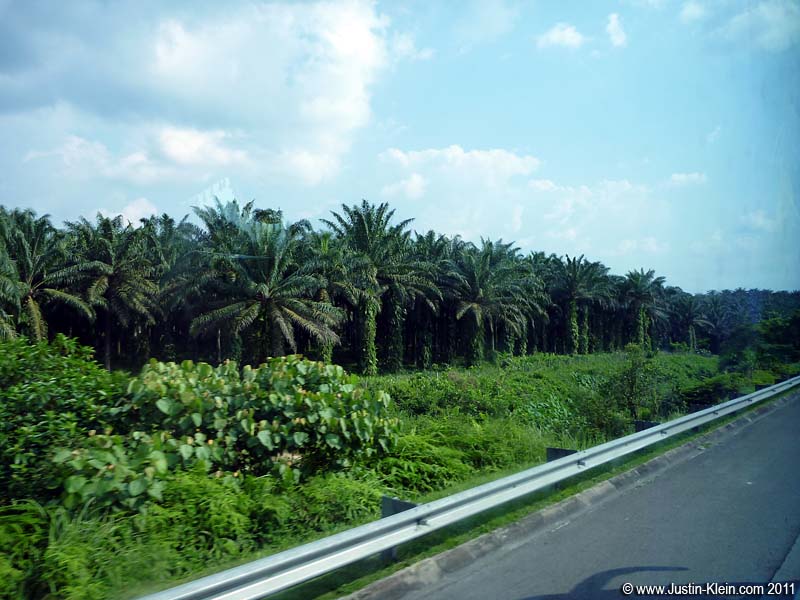 The palms seemed to go on forever.