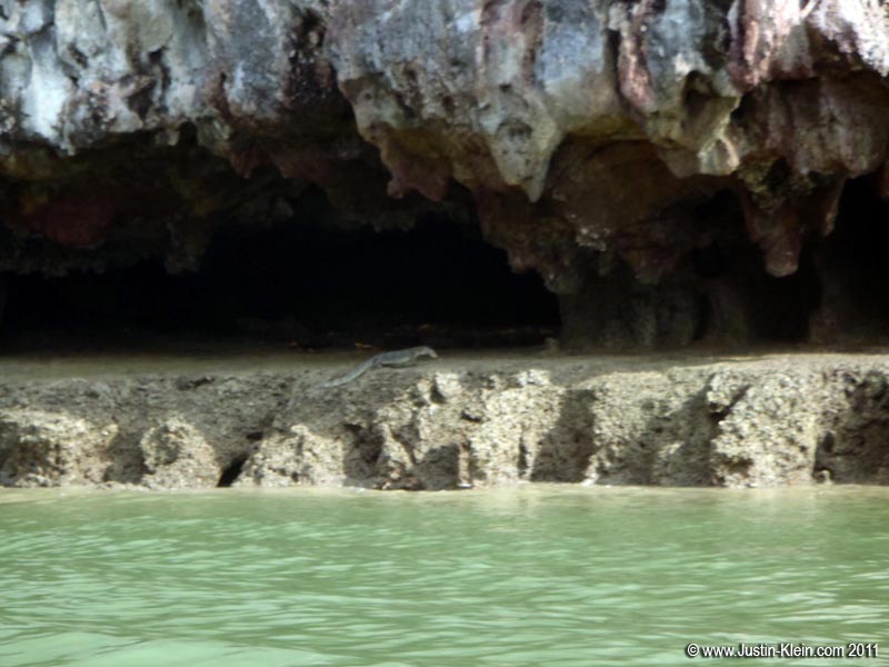 Monitor lizards are fairly common in this part of the world, but the only one I managed to capture was this blurry giant off the coast of Phang Nga, Thailand.