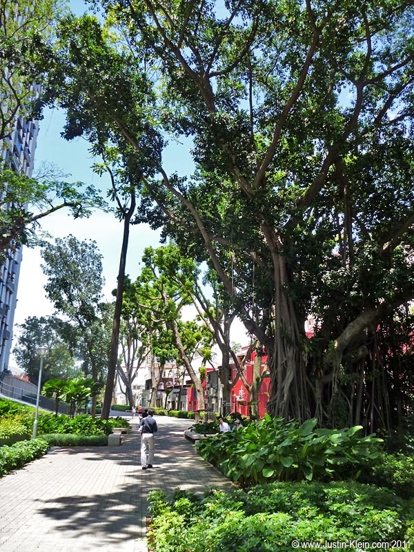 A jungle-like tree in a small public park.