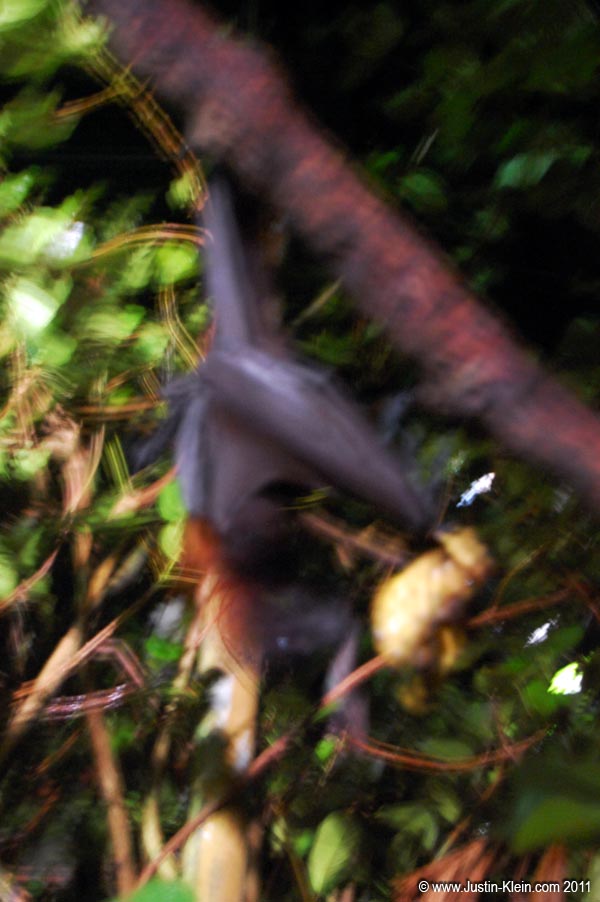 A giant bat feeding on a piece of fruit.  Photography was pretty limited due to the darkness (and my lack of a low-light lens)...