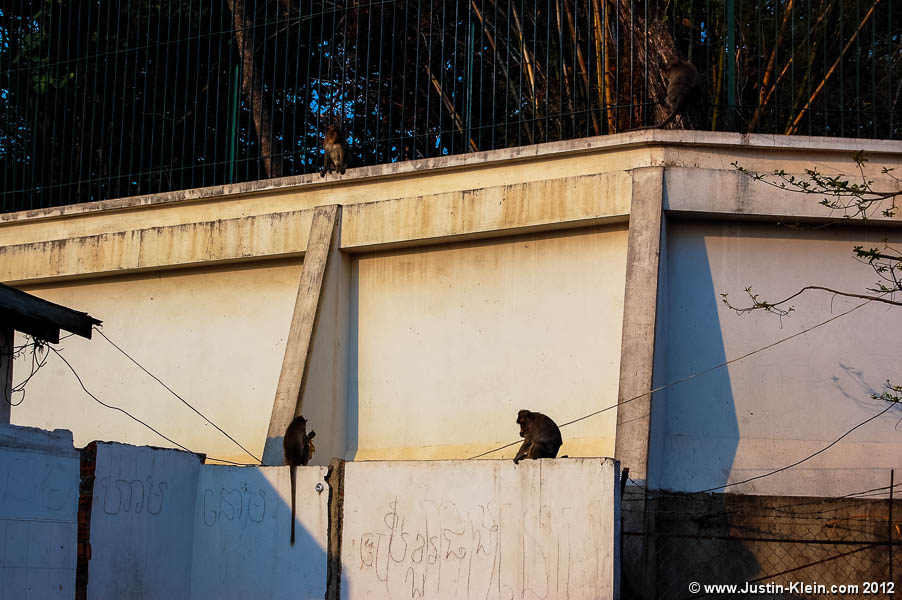 Wild monkeys live side-by-side with residents near the edge of Phnom Penh.